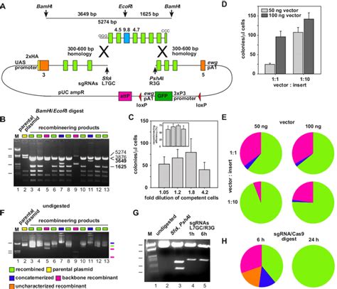 Plasmid Based Gap Repair Recombineering For Modification Of Large