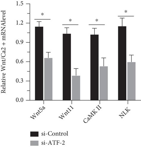 After Knockdown Of Atf 2 The Effects Of Atf 2 Expression On The