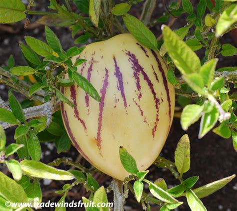 Pepino Solanum Muricatum