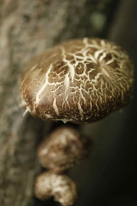 shiitake mushrooms Archives - The Ontario Table