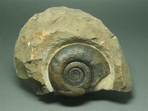 Molluscs 軟体動物 化石・隕石・鉱物の販売 Jurassic ジュラシック！ 恐竜化石いっぱい！