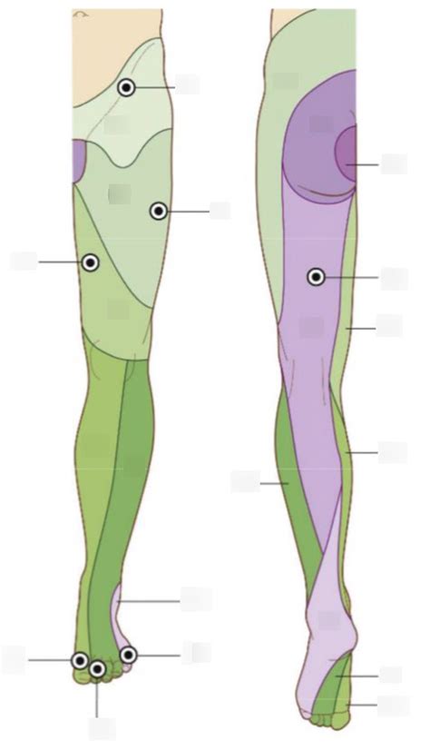 Dermatomes Of Lower Limb Diagram Quizlet