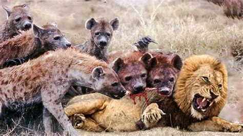 Lion Stealing Hyenas Prey Unlucky Ending For Lion Becoming The Loser