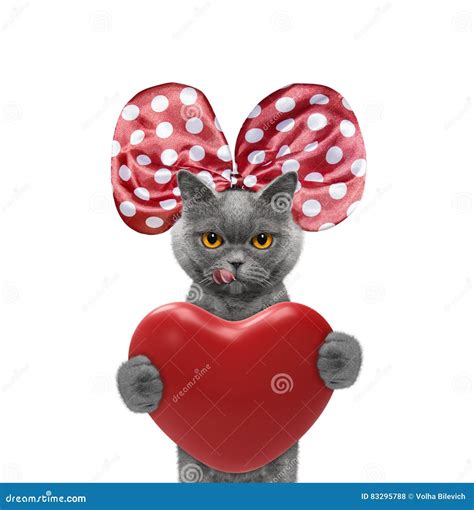 Pretty Cat In A Bow Knot Holding A Heart Stock Photo Image Of