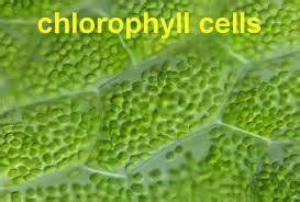 Pigments/Chlorophyll - Photosynthesis