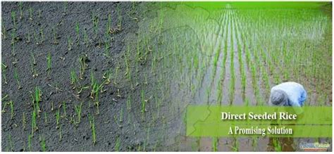 Direct Seeding Of Rice Dsr Vs Transplantation Method Advantages