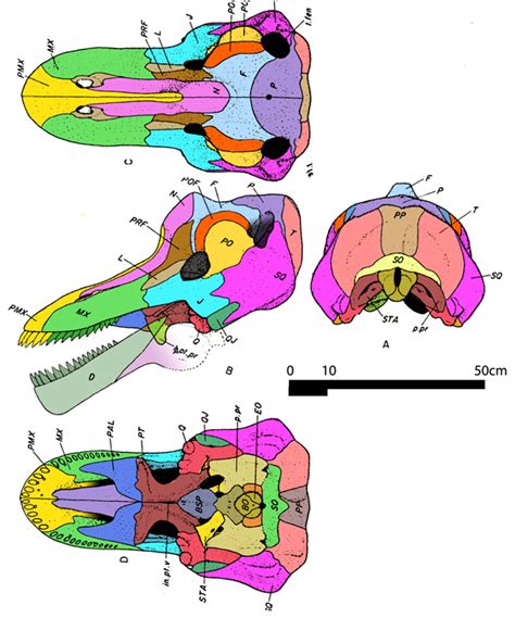 Moschops, Struthiocephalus and Ulemosaurus