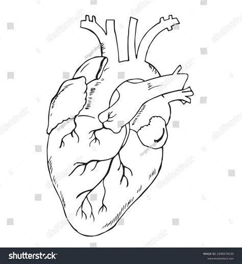 Cute Cartoon Human Heart Coloring Page Stock Vector Royalty Free 2290578235 Shutterstock