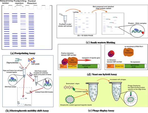 Dnaprotein Interactions Methods For Detection And Analysis Springerlink