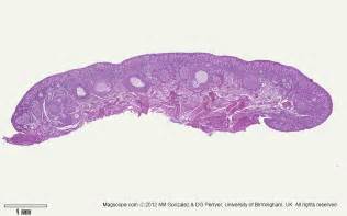 . Histology Slide Download. Magscope.com