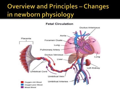 Neonatal Resuscitation Programme Nrp