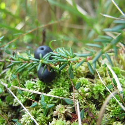 Crowberry Awes Agroforestry And Woodlot Extension Society Of Alberta