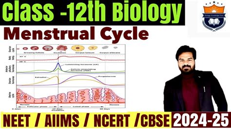 Menstrual Cycle Phases Of Menstrual Cycle Human Reproduction