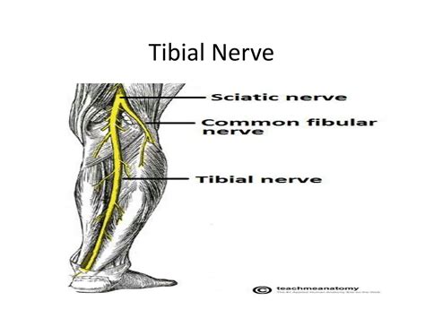 SOLUTION: Anatomy of tibial nerve presentation - Studypool