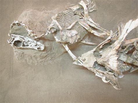 Velociraptor & Protoceratops fossil mid-combat : r/interestingasfuck