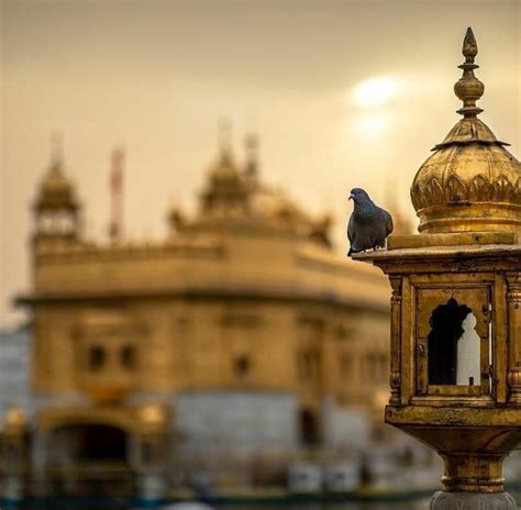 A Bird Sitting On Top Of A Golden Clock Tower