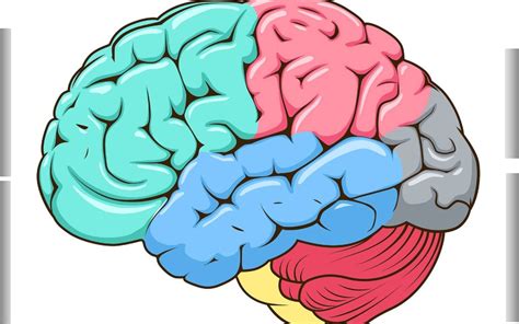 Les Lobes Du Cerveau Diagram Quizlet