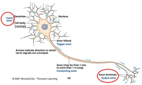 Lecture 4 Synaptic Transmission Flashcards Quizlet