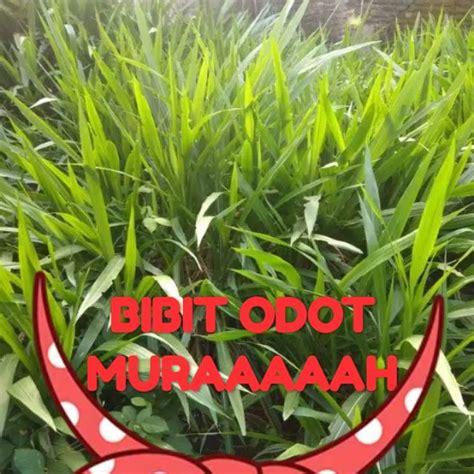 Jual Bibit Rumput Odot Shopee Indonesia