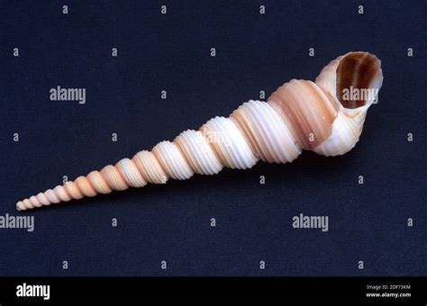 Turritella terebra is a marine snail Stock Photo - Alamy