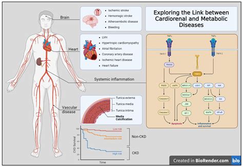 Exploring the Link between Cardiorenal and Metabolic Diseases