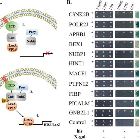 Predicted Activated Transcriptional Regulators Ipa Upstream Pathway Download Scientific Diagram