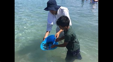 Liberan 40 mil crías de pez totoaba en aguas del Mar Cortés Excélsior