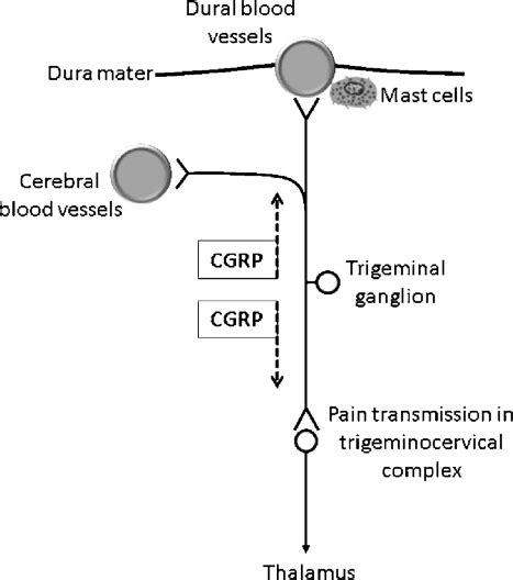 Cgrp Can Be Released Orthodromic And Antidromic Upon Activation Of The