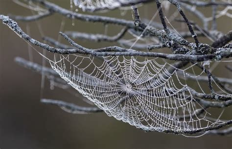 Spider Web Cobweb Dewdrops Free Photo On Pixabay Pixabay