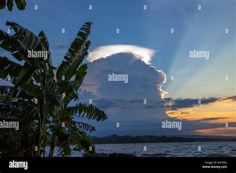 Sunbeams In The Evening Sky And A Banana Tree Swaying In A Breeze Stock