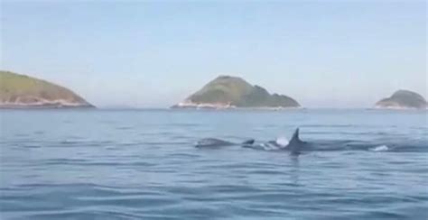 Golfinhos são vistos nadando em Itaipu na Região Oceânica de Niterói