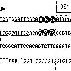 Dna Fragmentation Analysis Of Tpx Overexpressing Cell Lines Subjected