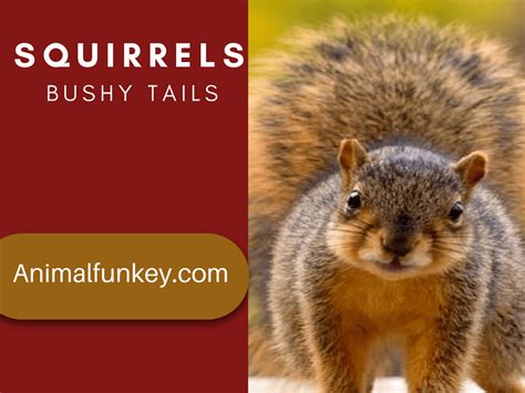 Why Do Squirrels Have Bushy Tails? Explained by Animalfunkey