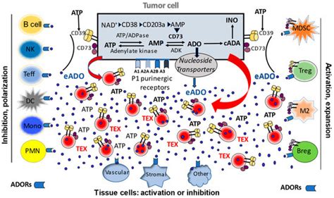 Cells Free Full Text The Role Of Tumor Derived Exosomes Tex In