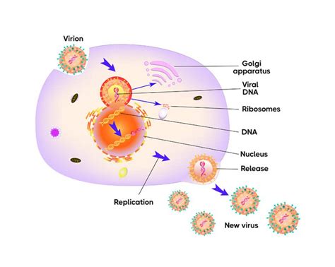 Oncolytic Viral Immunotherapy | Nilogen Oncosystems