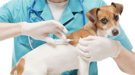 What is animal microchip and How does pet microchip work? - RFIDup.com