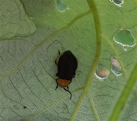 Coelomera cajennensis from El Carmen de Chucurí Santander Colombia on