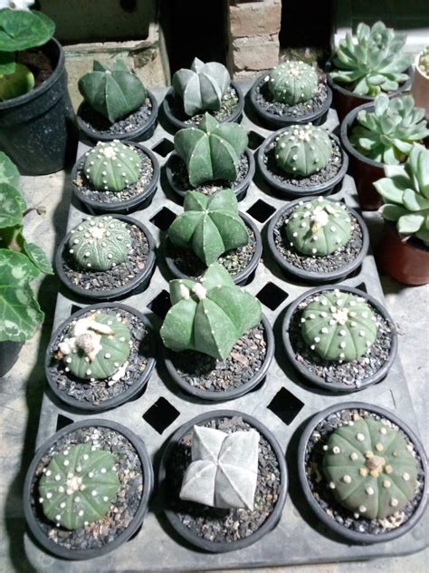 Astrophytum Myriostigma Peyote Astrophytum Asterias