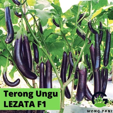 Jual 50 Biji Benih Terong Ungu LEZATA F1 Bibit Unggul Cap Panah Merah