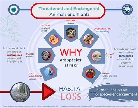 Endangered Species Act And Biodiversity Green Groundswell