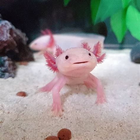 Axolotl also known as the Mexican walking fish is the real life Mudkip ...