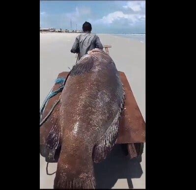 Gigante dos Mares peixe de 300 kg é encontrado morto em praia no