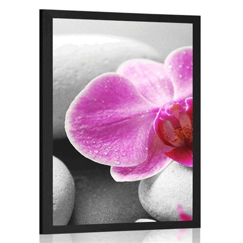 Poster Blüten der Orchidee auf weißen Steinen Dovido de