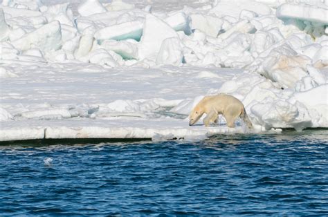 Arctic Sea Ice Disappearing Off Alaska More Than A Month Early