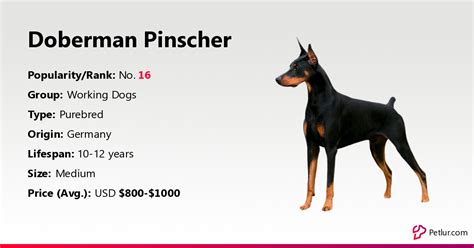 What Is The Average Size Of A Doberman Litter