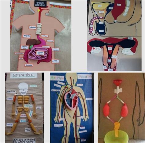 EL CUERPO HUMANO MEJOR CON MAQUETA