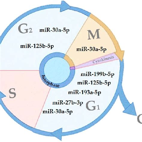 Cell Cycle Phases And Location Of Mirna In These Phases Of The Cell