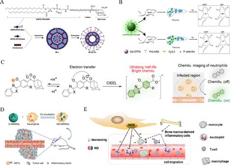 A The Preparation Procedure Of Gd Nl And M Gd Nl Based On Lipid Film