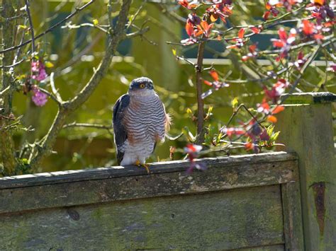 Sparrowhawk Hunting (Behaviour, Prey, Techniques + FAQs) | Birdfact