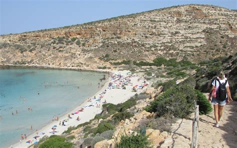 Nate Le Prime Tartarughe Della Stagione Sulla Spiaggia Dei Conigli A